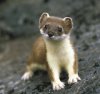 stoat44vx.jpg