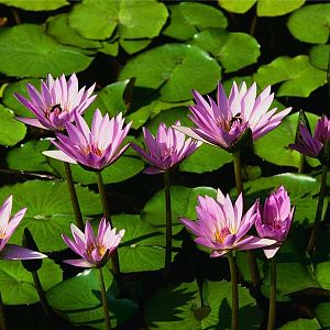 Water lilies